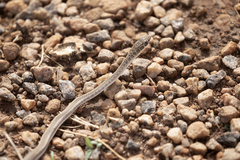 Psammophis sudanensis