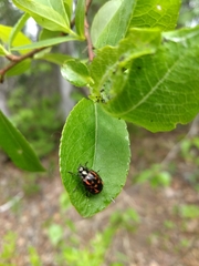 Chrysomela falsa