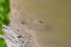 Apalone mutica mutica