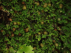Psoroma asperellum