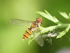 Episyrphus balteatus
