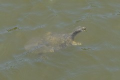 Apalone mutica mutica