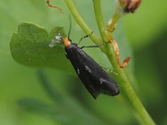 Spuleria flavicaput