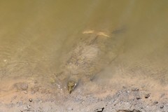 Apalone mutica mutica