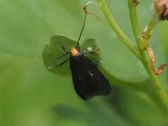 Spuleria flavicaput