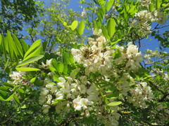 Robinia pseudoacacia