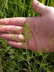 Lomatium bradshawii
