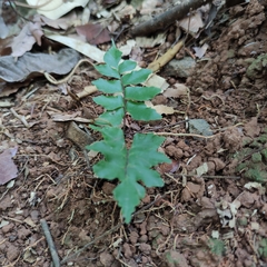 Adiantum obliquum