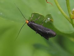 Spuleria flavicaput