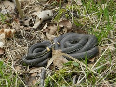 Natrix natrix