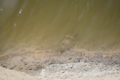 Apalone mutica mutica