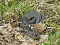 Natrix natrix