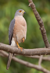 Accipiter badius sphenurus