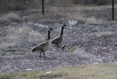 Branta canadensis