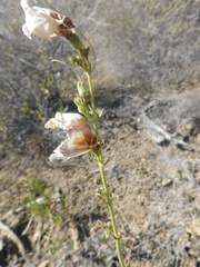 Penstemon reidmoranii