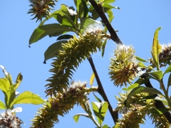 Salix paradoxa