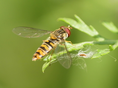 Episyrphus balteatus
