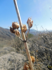 Penstemon reidmoranii