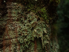 Brigantiaea phaeomma