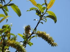 Salix paradoxa