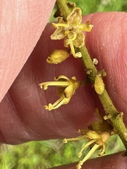 Stillingia sylvatica