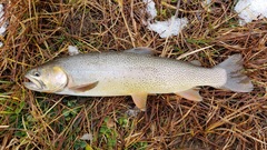 Oncorhynchus clarkii behnkei