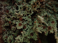 Brigantiaea phaeomma