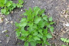 Urtica dioica