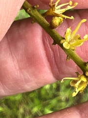 Stillingia sylvatica