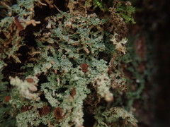 Brigantiaea phaeomma