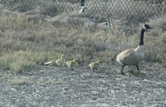 Branta canadensis