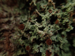 Brigantiaea phaeomma