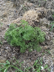 Lomatium grayi