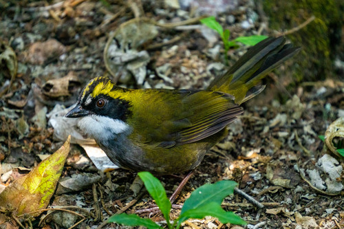 Green-striped Brushfinch (Arremon virenticeps), photo 8