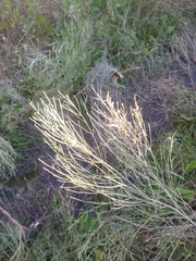 Baccharis notosergila