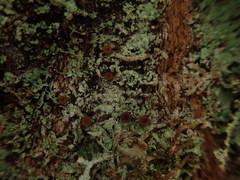 Brigantiaea phaeomma