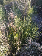 Baccharis notosergila