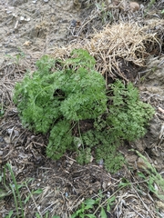Lomatium grayi