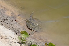 Apalone mutica mutica