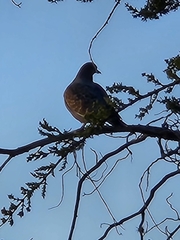 Patagioenas maculosa