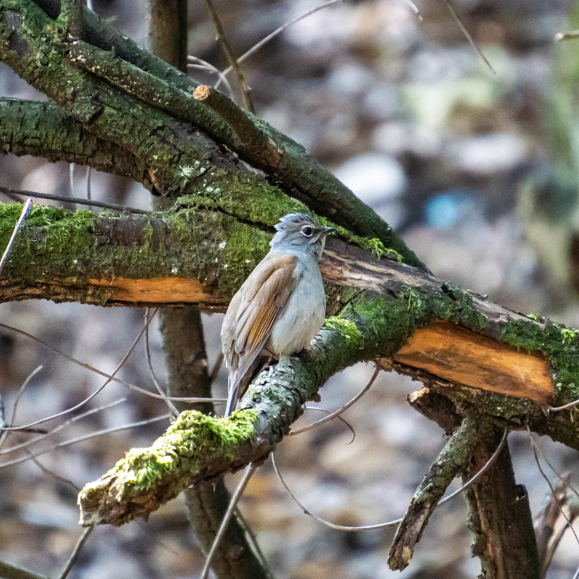 Brown-backed Solitaire (Myadestes occidentalis)