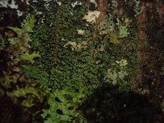 Psoroma asperellum