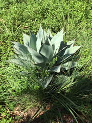 Agave ovatifolia
