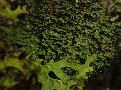 Psoroma asperellum