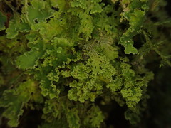 Pseudocyphellaria gretae