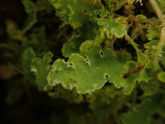 Pseudocyphellaria gretae