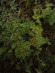 Pseudocyphellaria gretae