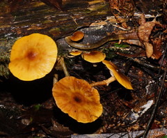 Armillaria novae-zelandiae