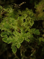 Pseudocyphellaria gretae
