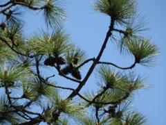 Pinus hartwegii